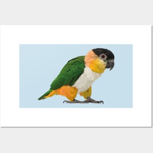 black headed caique Posters and Art